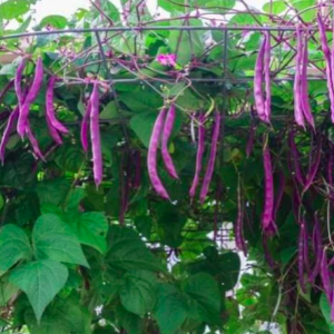 Gói 3gr hạt giống đậu cove leo tím Royal