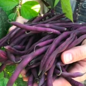 Gói 3gr hạt giống đậu cove leo tím Royal