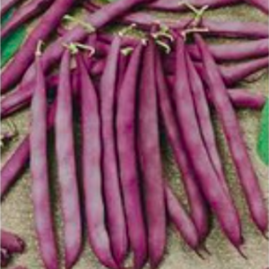 Gói 3gr hạt giống đậu cove leo tím Royal