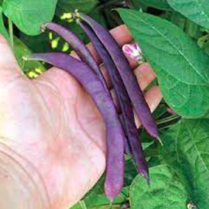 Gói 3gr hạt giống đậu cove leo tím Royal