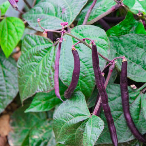 Gói 3gr hạt giống đậu cove leo tím Royal