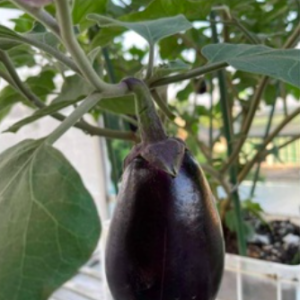 Gói 0.1gr hạt giống cà tím trứng USA