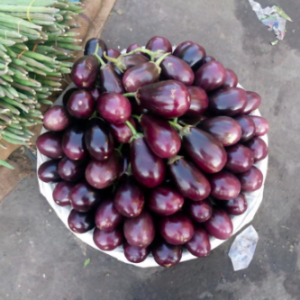 Gói 0.1gr hạt giống cà tím trứng USA