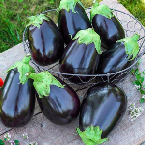 Gói 0.1gr hạt giống cà tím trứng USA