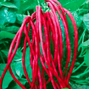 Gói 2gr hạt giống đậu đũa đỏ