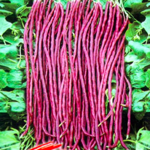 Gói 2gr hạt giống đậu đũa đỏ