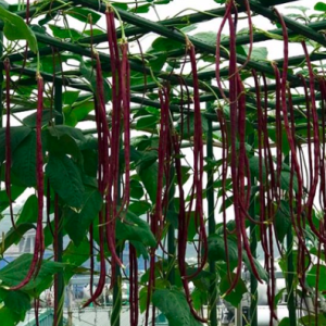 Gói 2gr hạt giống đậu đũa đỏ