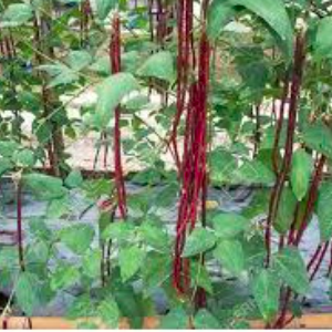 Gói 2gr hạt giống đậu đũa đỏ