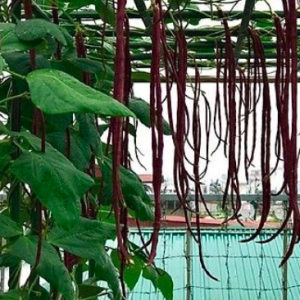 Gói 2gr hạt giống đậu đũa đỏ