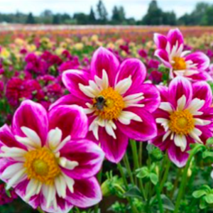 Gói 30 hạt giống thược dược kim cương nhiều màu