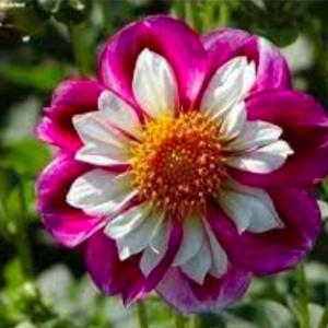 Gói 30 hạt giống thược dược kim cương nhiều màu