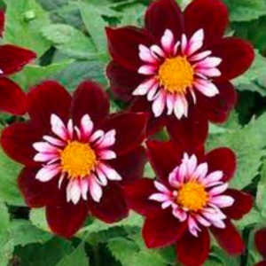 Gói 30 hạt giống thược dược kim cương nhiều màu