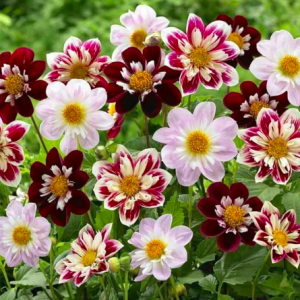 Gói 30 hạt giống thược dược kim cương nhiều màu