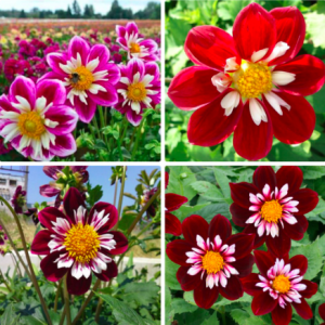 Gói 30 hạt giống thược dược kim cương nhiều màu