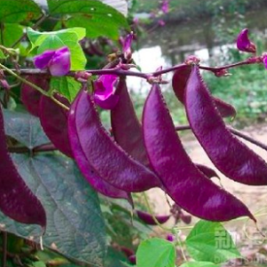 Gói 5 hạt giống đậu ván tím