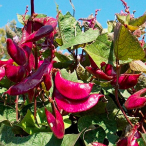 Gói 5 hạt giống đậu ván tím