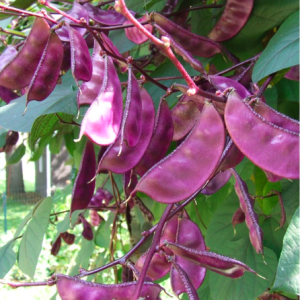 Gói 5 hạt giống đậu ván tím