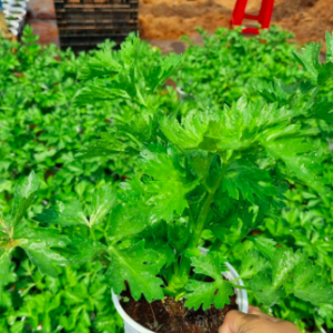 Chậu cây cần tây Mỹ - giống cây lớn chuyên dùng ép nước detox