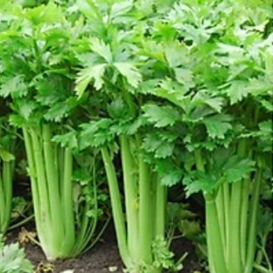 Combo 10 cây giống cần tây Mỹ loại cây lớn chuyên dùng ép nước detox