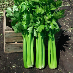 Combo 10 cây giống cần tây Mỹ loại cây lớn chuyên dùng ép nước detox