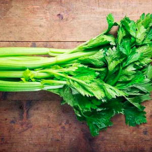 Combo 10 cây giống cần tây Mỹ loại cây lớn chuyên dùng ép nước detox