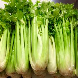 Chậu cây cần tây Mỹ - giống cây lớn chuyên dùng ép nước detox