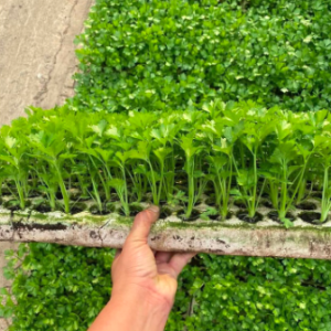 Combo 10 cây giống cần tây Mỹ loại cây lớn chuyên dùng ép nước detox