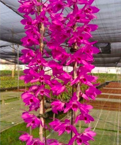 [Hàng xả lỗ] Cây giống Trầm Rồng Đỏ năm 2 cây to đẹp.