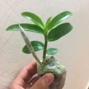 [Hàng xả lỗ] Cây giống Trầm Rồng Đỏ năm 2 cây to đẹp.