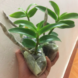 [Hàng xả lỗ] Cây giống Trầm Rồng Đỏ năm 2 cây to đẹp.