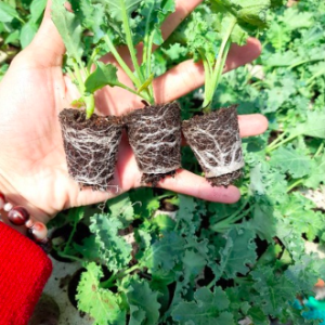 Combo 5 cây cải Kale hàng cây ươm vỉ