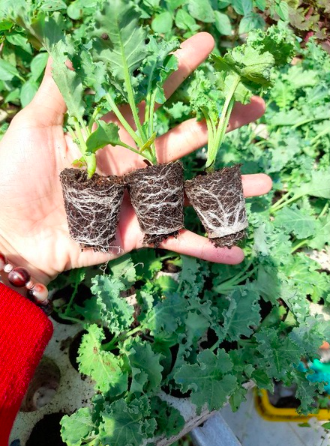 Combo 5 cây cải Kale hàng cây ươm vỉ