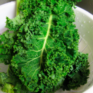 Cây giống cải kale xoăn xanh - Brassica oleracea var. sabellica