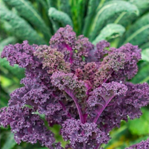 Gói 100 Hạt Giống Cải Xoăn Đỏ Scarlet