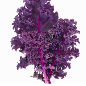 Gói 100 Hạt Giống Cải Xoăn Đỏ Scarlet