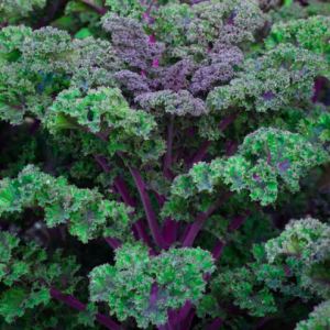 Gói 100 Hạt Giống Cải Xoăn Đỏ Scarlet