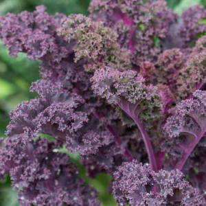 Gói 100 Hạt Giống Cải Xoăn Đỏ Scarlet