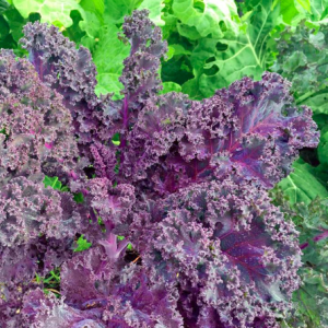 Gói 100 Hạt Giống Cải Xoăn Đỏ Scarlet