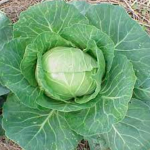 Gói 0.5gr hạt giống bắp cải chịu nhiệt siêu hạng F1