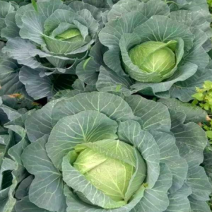 Gói 0.5gr hạt giống bắp cải chịu nhiệt siêu hạng F1