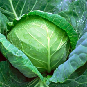 Gói 0.5gr hạt giống bắp cải chịu nhiệt siêu hạng F1