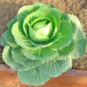 Gói 0.5gr hạt giống bắp cải chịu nhiệt siêu hạng F1