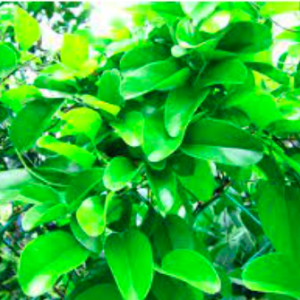 Gói 15 hạt giống sương sâm ta (sâm trơn)