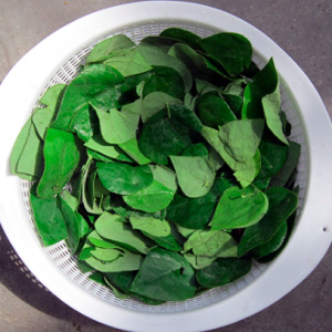 Gói 15 hạt giống sương sâm ta (sâm trơn)