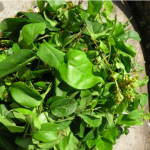 Gói 10 hạt giống lá giang