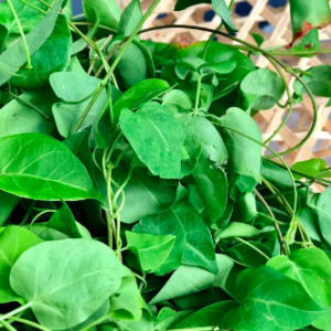 Gói 10 hạt giống lá giang