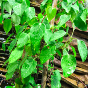 Gói 10 hạt giống lá giang