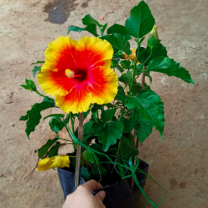 Cây hoa bông bụp (dâm bụt) đơn cam viền vàng