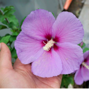 Cây hoa bông bụp (dâm bụt) đơn hoa tím