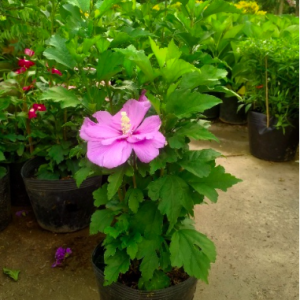 Cây hoa bông bụp (dâm bụt) đơn hoa tím